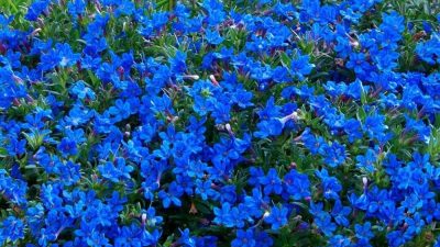 Lithodora Grace Ward