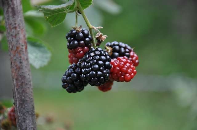Mulberry Black