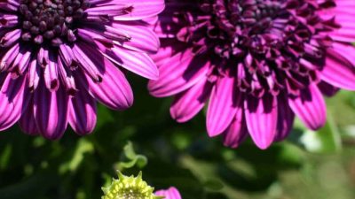 Osteospermum African Daisy Double Purple