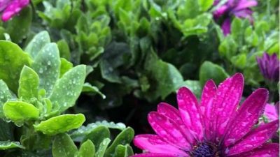 african daisy purple