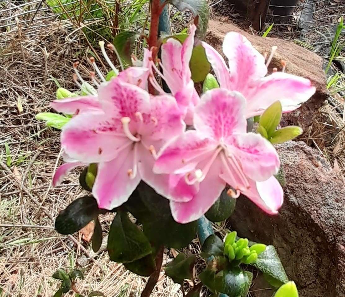 Satsuki azalea- Rhododendron indicum