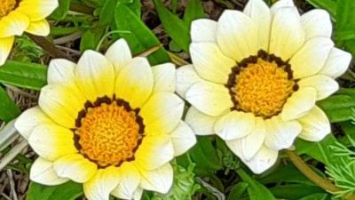Gazania White , Gazania rigens white