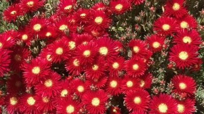 Mesembryanthemum Pigface Red
