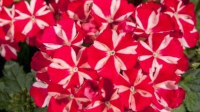 Verbena officinalis Voodo