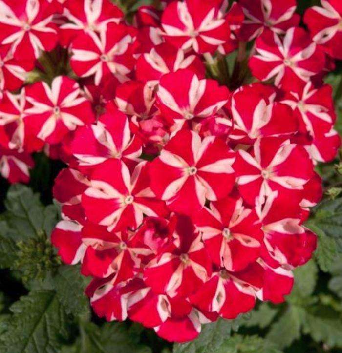 Verbena officinalis Voodo