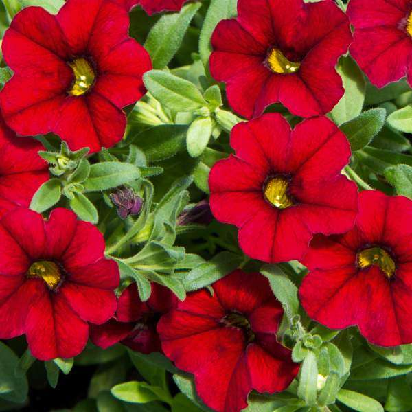 Calibrachoa Red