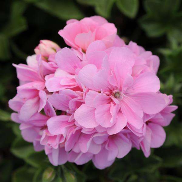 Ivy Geranium - Pink