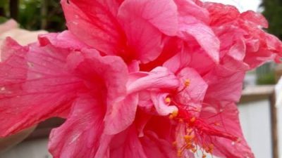 Hibiscus rosa sinensis Double Pink