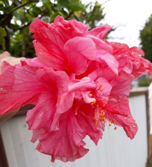 Hibiscus rosa sinensis Double Pink