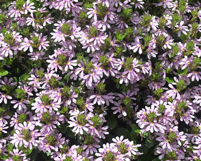 aussie salute pink scaevola 2
