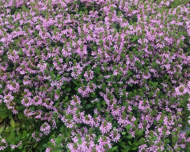aussie salute pink scaevola 3