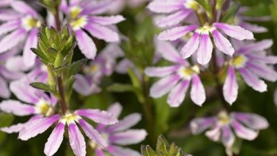 aussie salute pink scaevola