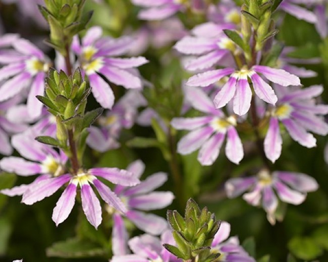 aussie salute pink scaevola