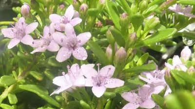 Myoporum parvifolium Pink