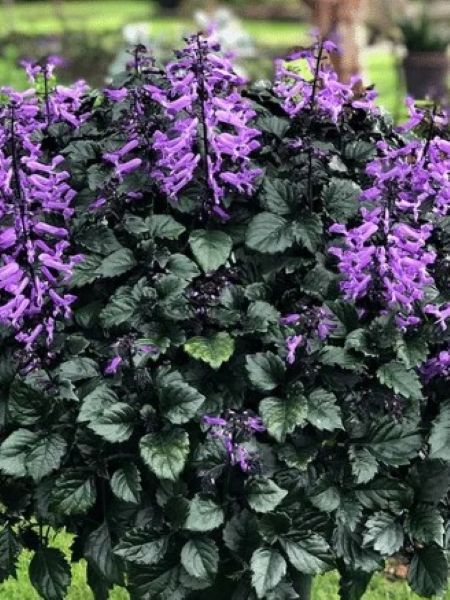 Plectranthus Purple