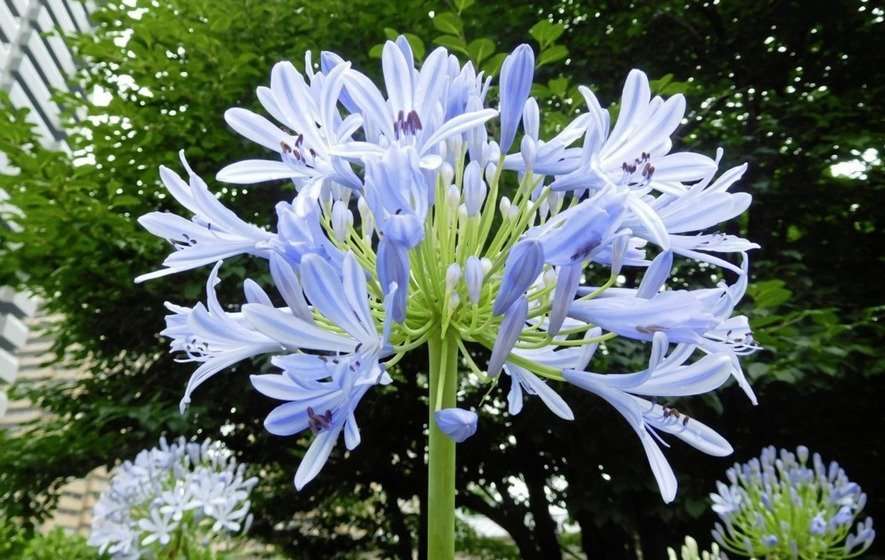 Agapanthus Baby Blue