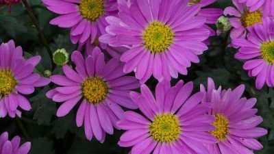 Brachyscome angustifolia Pink