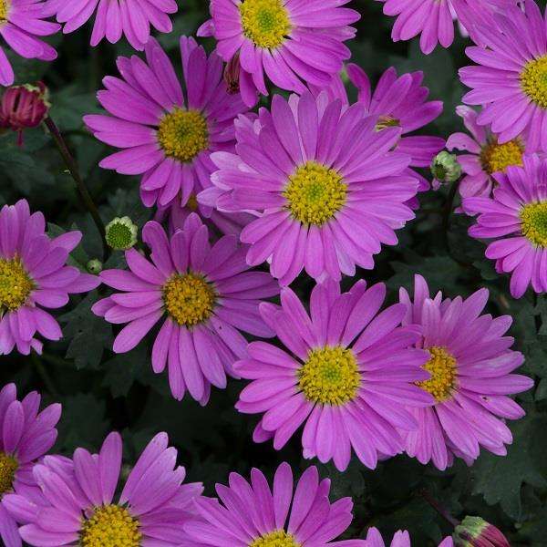 Brachyscome angustifolia Pink