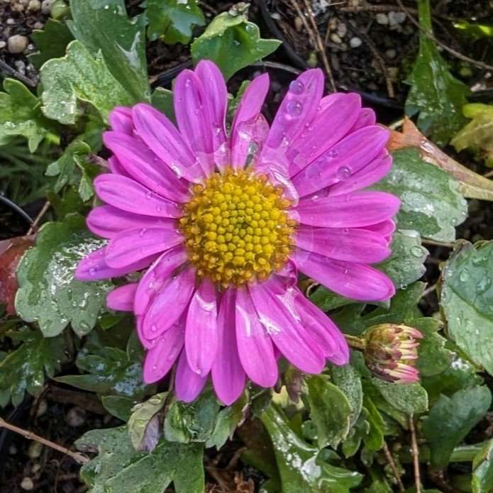 Brachyscome angustifolia Pink - Image 2