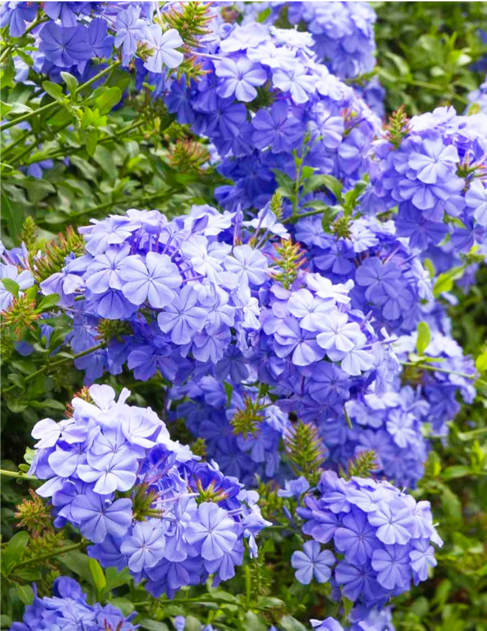 Plumbago Royal Cape