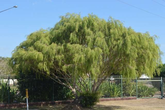 Leptospermum madidum Weeping Tea Tree - Image 3
