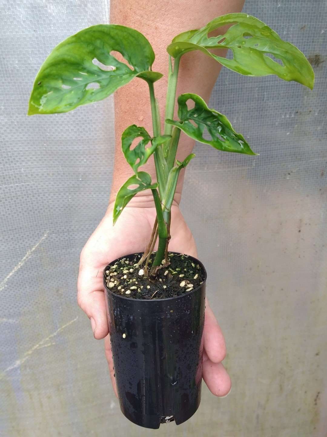 Monstera Adansonii