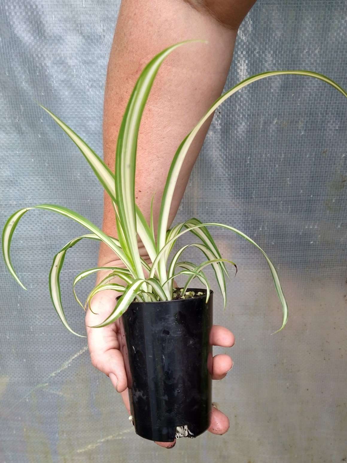 Spider Plant