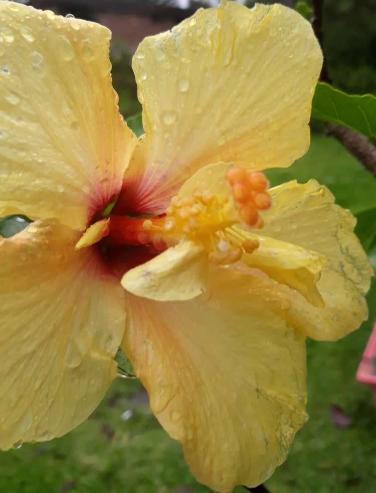 Hibiscus rosa sinensis Yellow