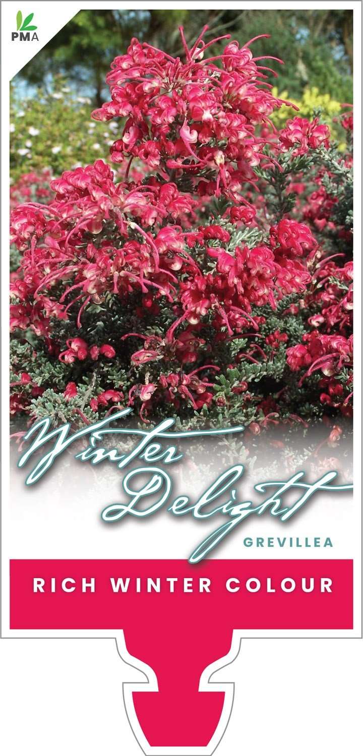 Promotional Label for grevillea winter delight