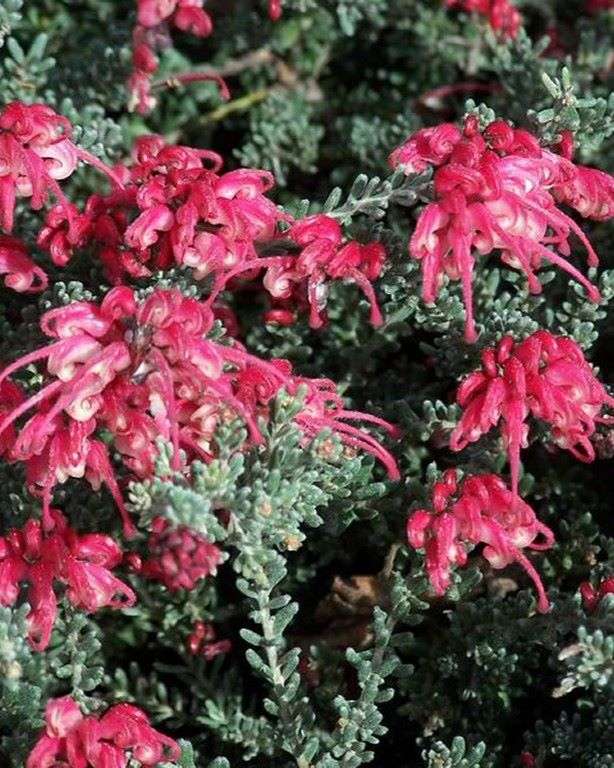 grevillea winter delight closeup in flower