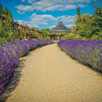 French Lavender walkway