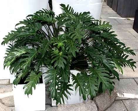 Philodendron Xanadu