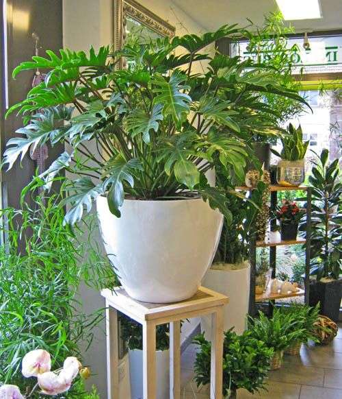 Philodendron Xanadu