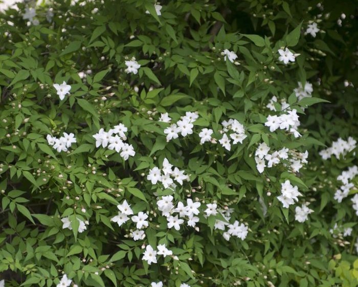 Jasminum officinale common jasmine