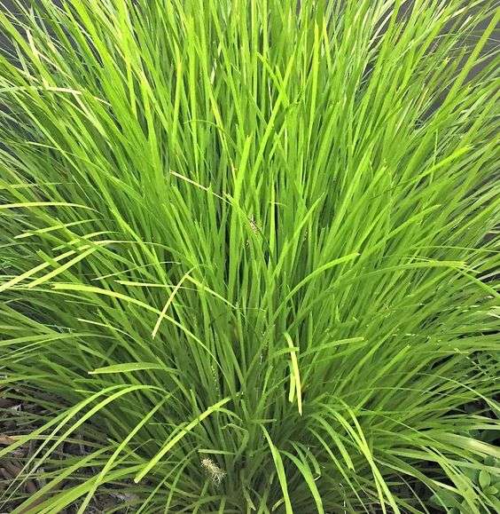 lomandra lime tuff