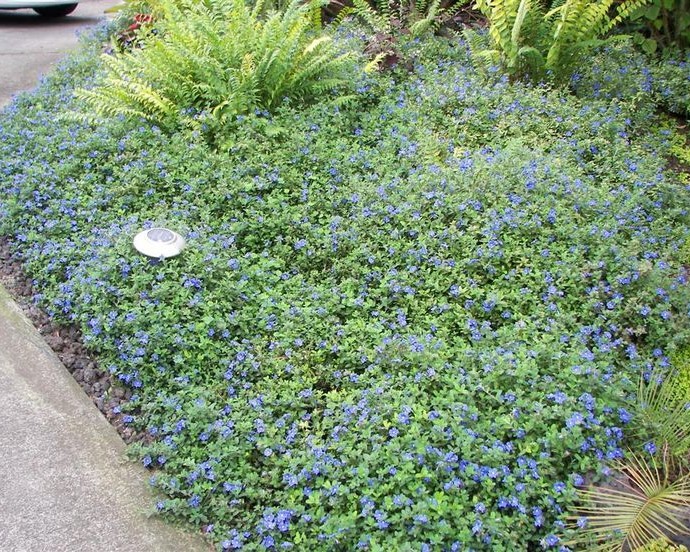Evolvulus pilosus garden