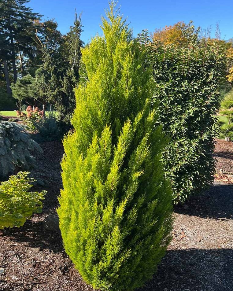 Lemon Cypress – Cupressus macrocarpa ‘Lemon Scent’ shrub