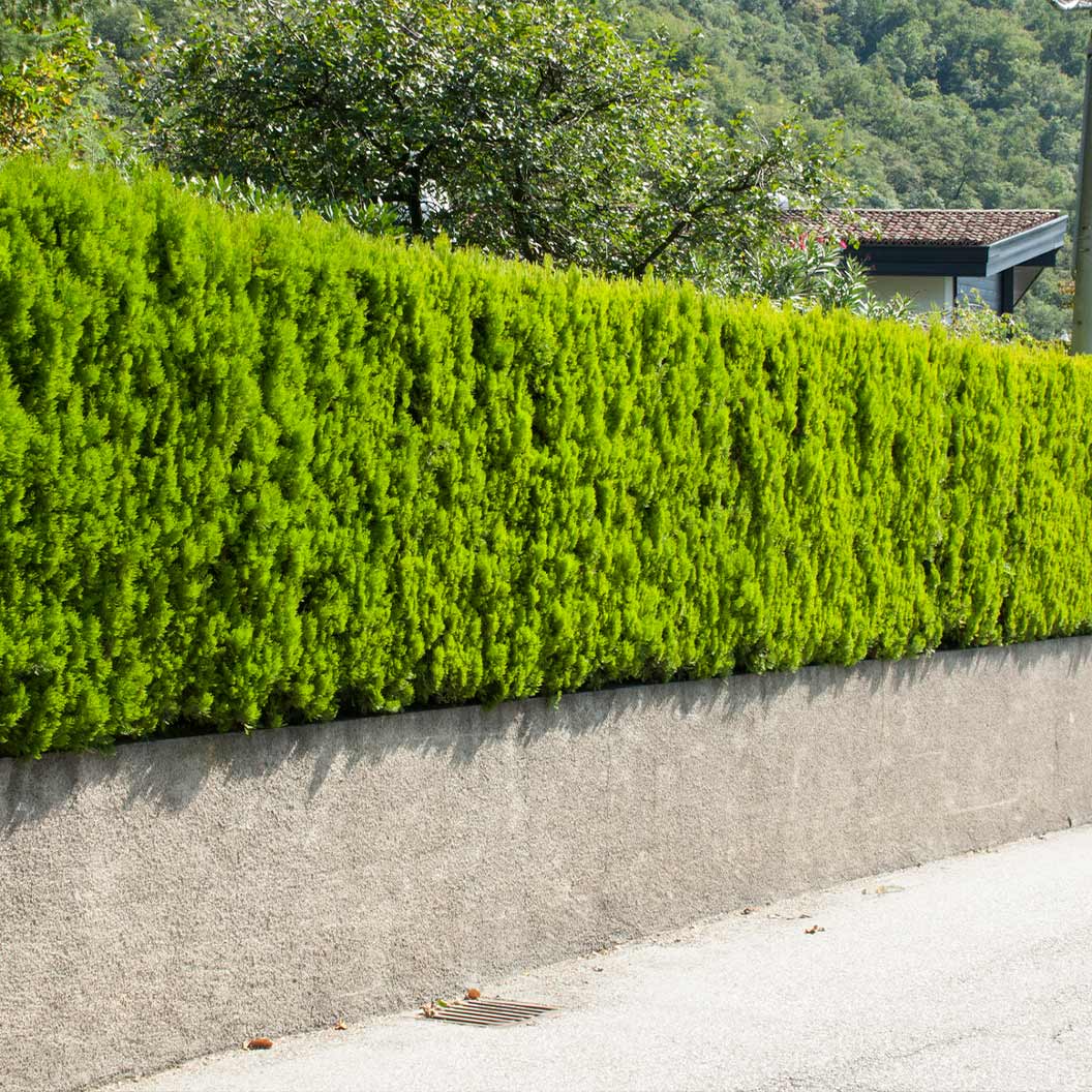 Lemon Cypress – Cupressus macrocarpa ‘Lemon Scent’ hedge