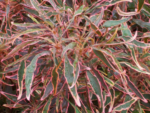 acalypha firestorm