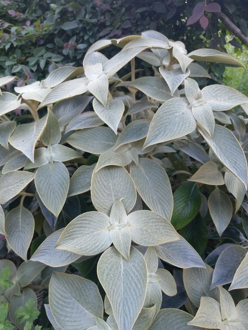 Silver Velvet Shield bush Strobilanthes gossypinus