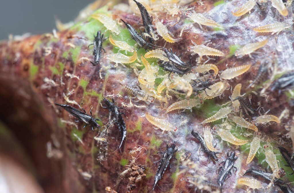 Thrips Insects Ruining Your Plants? Eliminate Them Fast With These 8 Proven Methods