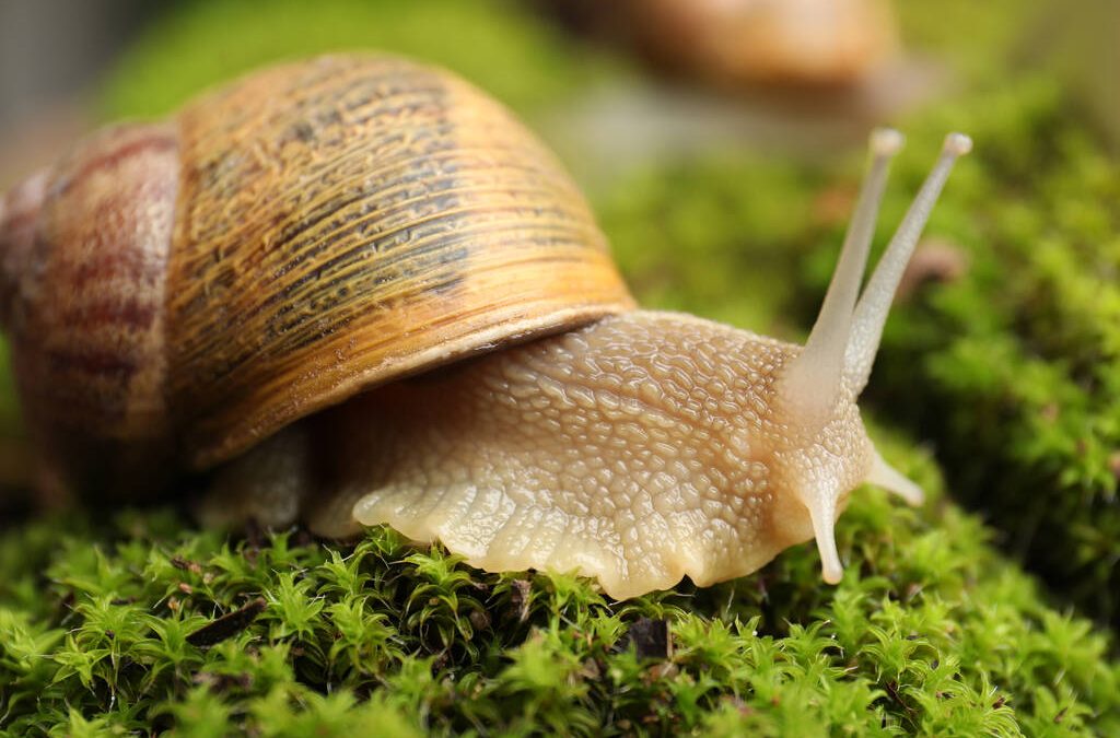 Slugs and Snails Destroying Your Garden? Kill Them Overnight With These 9 Methods