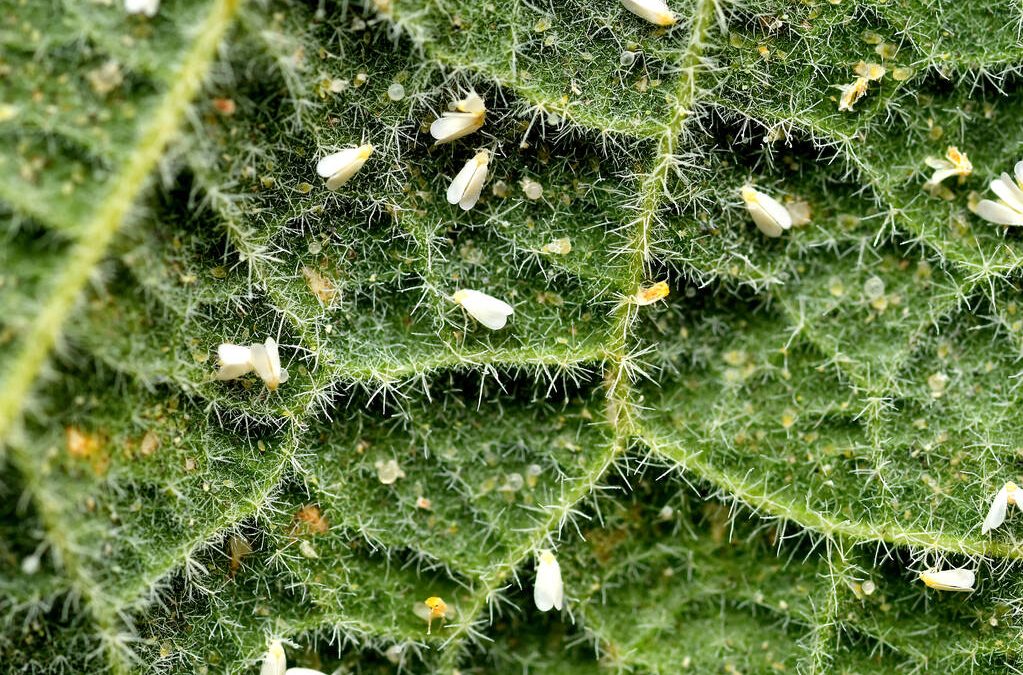 Whitefly Invasion? Wipe Them Out Tonight With These 8 Battle-Tested Methods Australian Guide