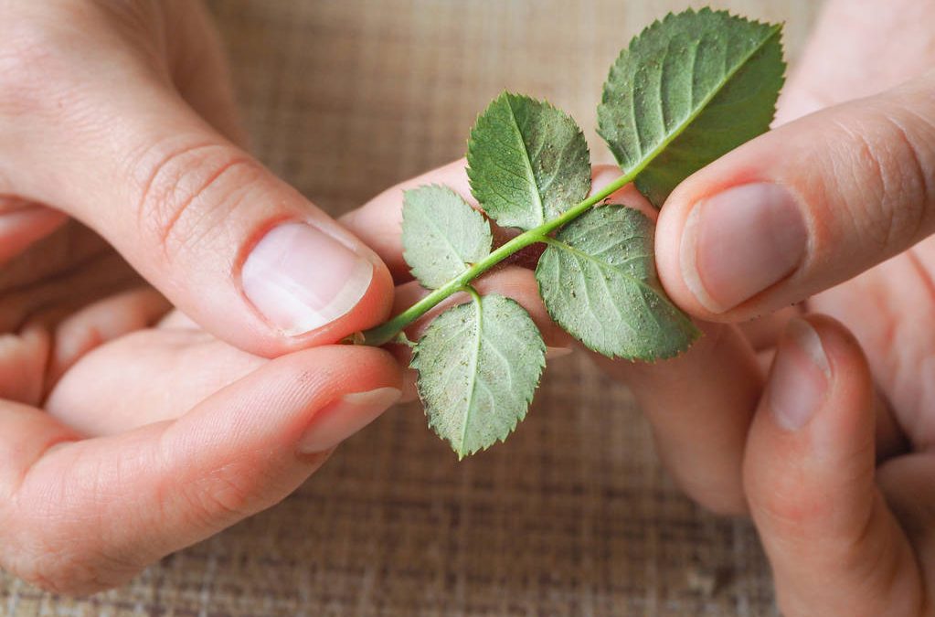 How to Kill off Spider Mites in 24 Hours – Australian Solutions That Work