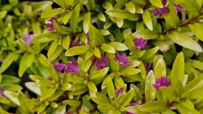 Cuphea Golden Ruby