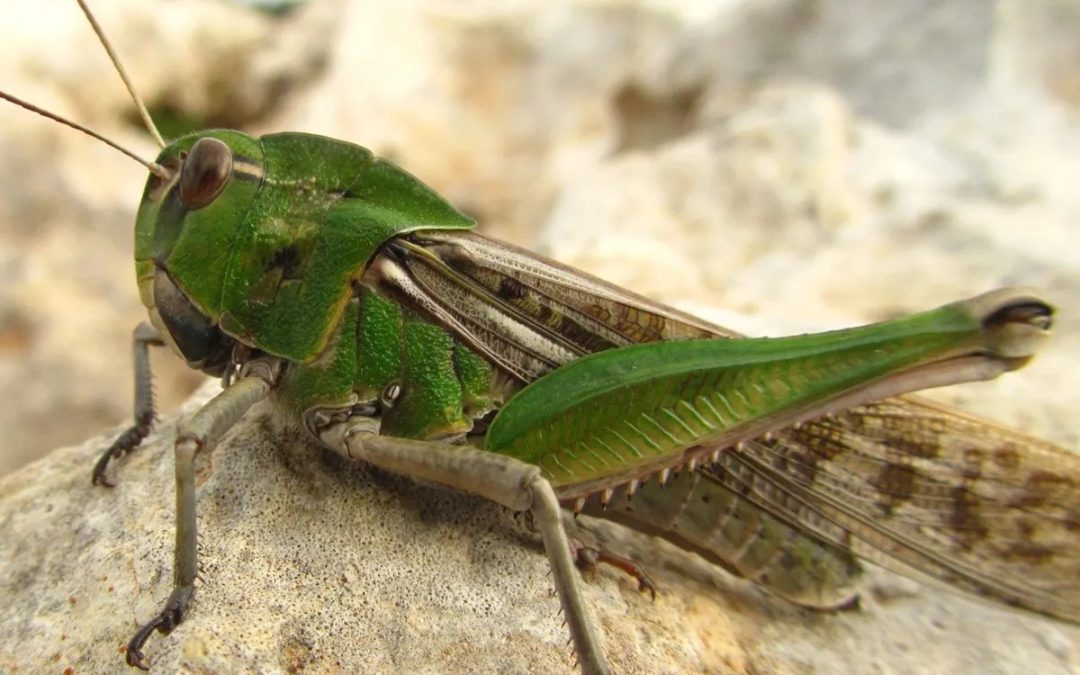 How to Get Rid of Grasshoppers – 9 Fast Methods Australian Guide