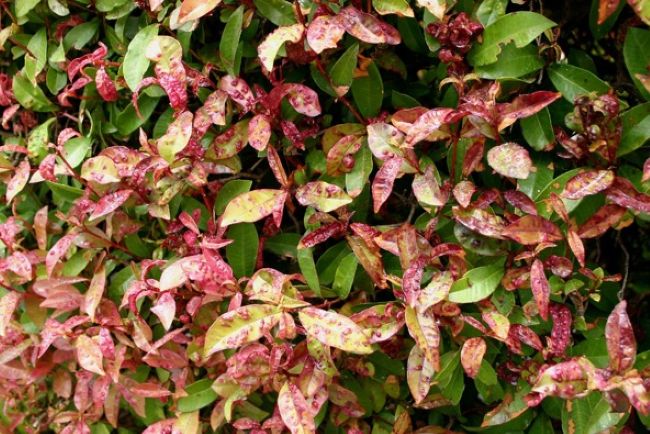 How to Kill Psyllids – 8 Fast Methods Australian Guide