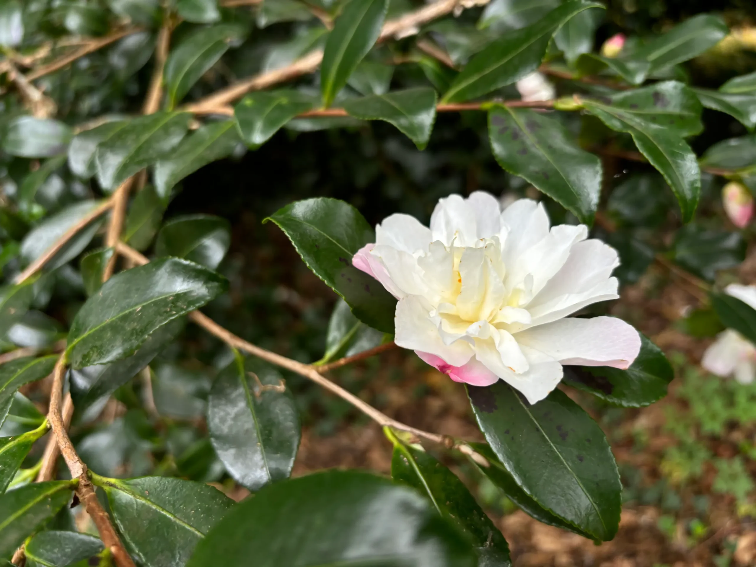 Camellia sasanqua Pure Silk