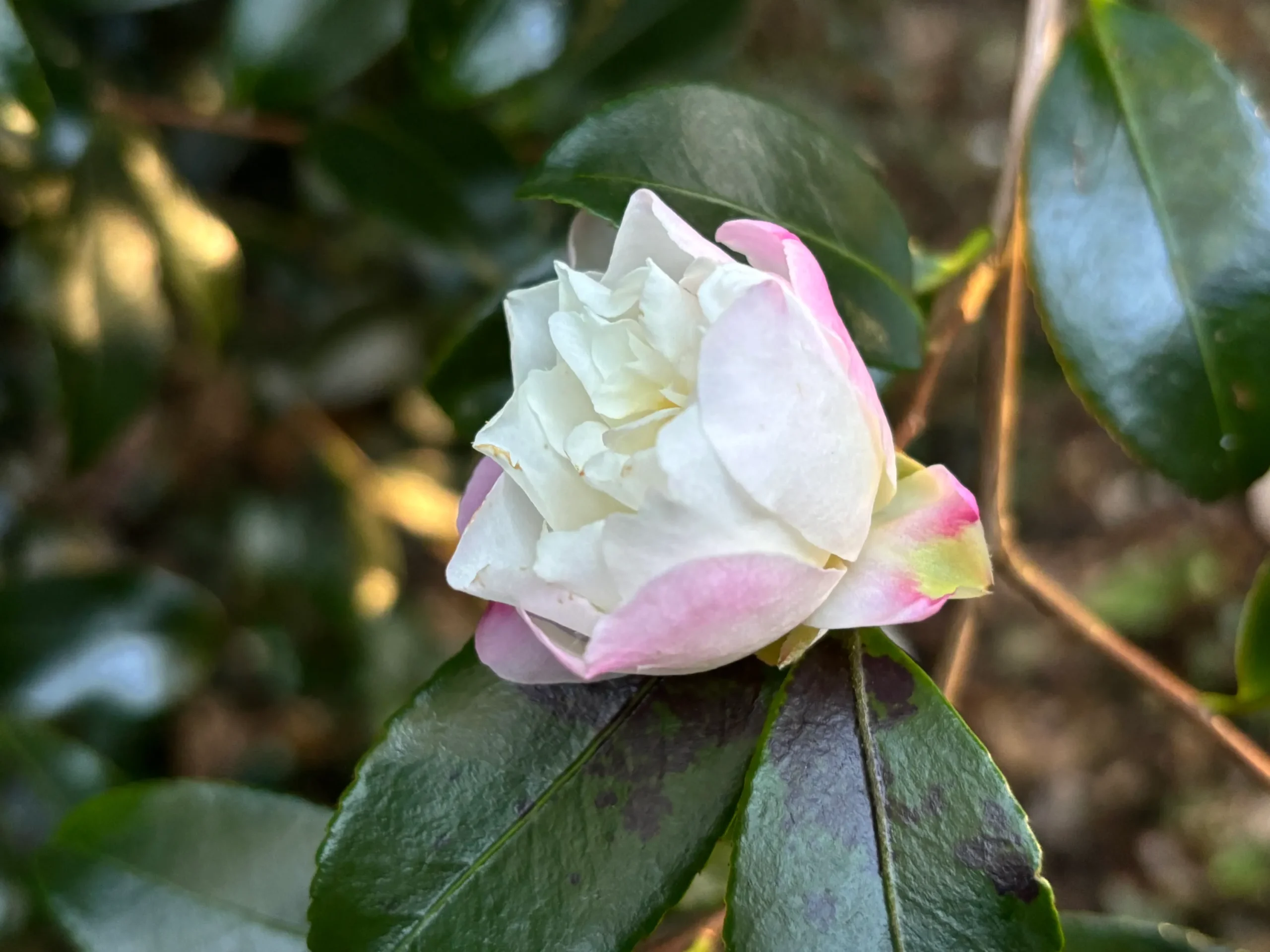 Camellia sasanqua Pure Silk bud just opening