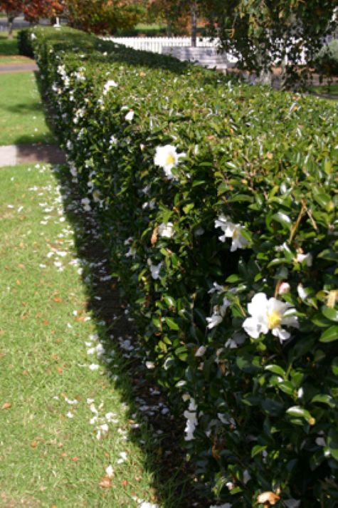 Camellia sasanqua Pure Silk hedge